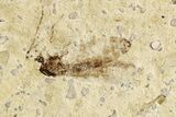 Four Detailed Fossil Flies (Plecia) - France #259857-1